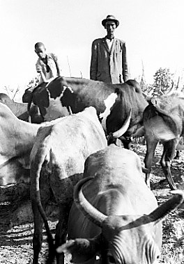 Mzee Enoch with Ankole cattle