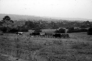 Cattle in the Kagera landscape